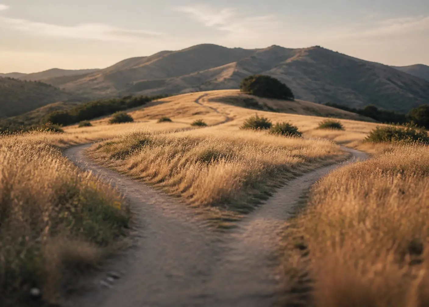 A forked path through golden California grassland