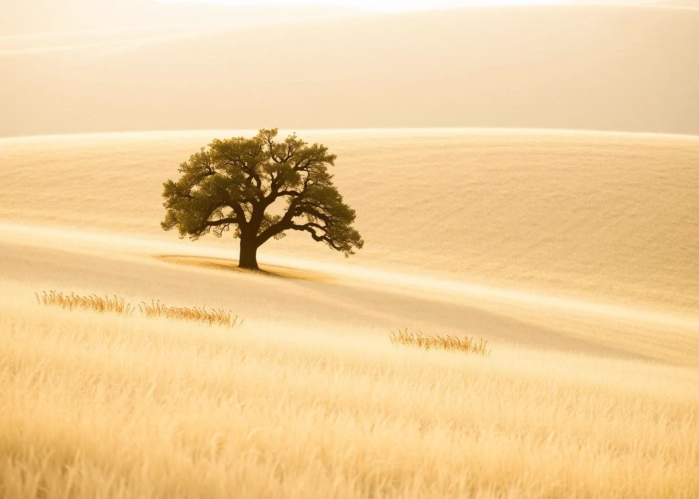 A lone oak standing on golden California hills