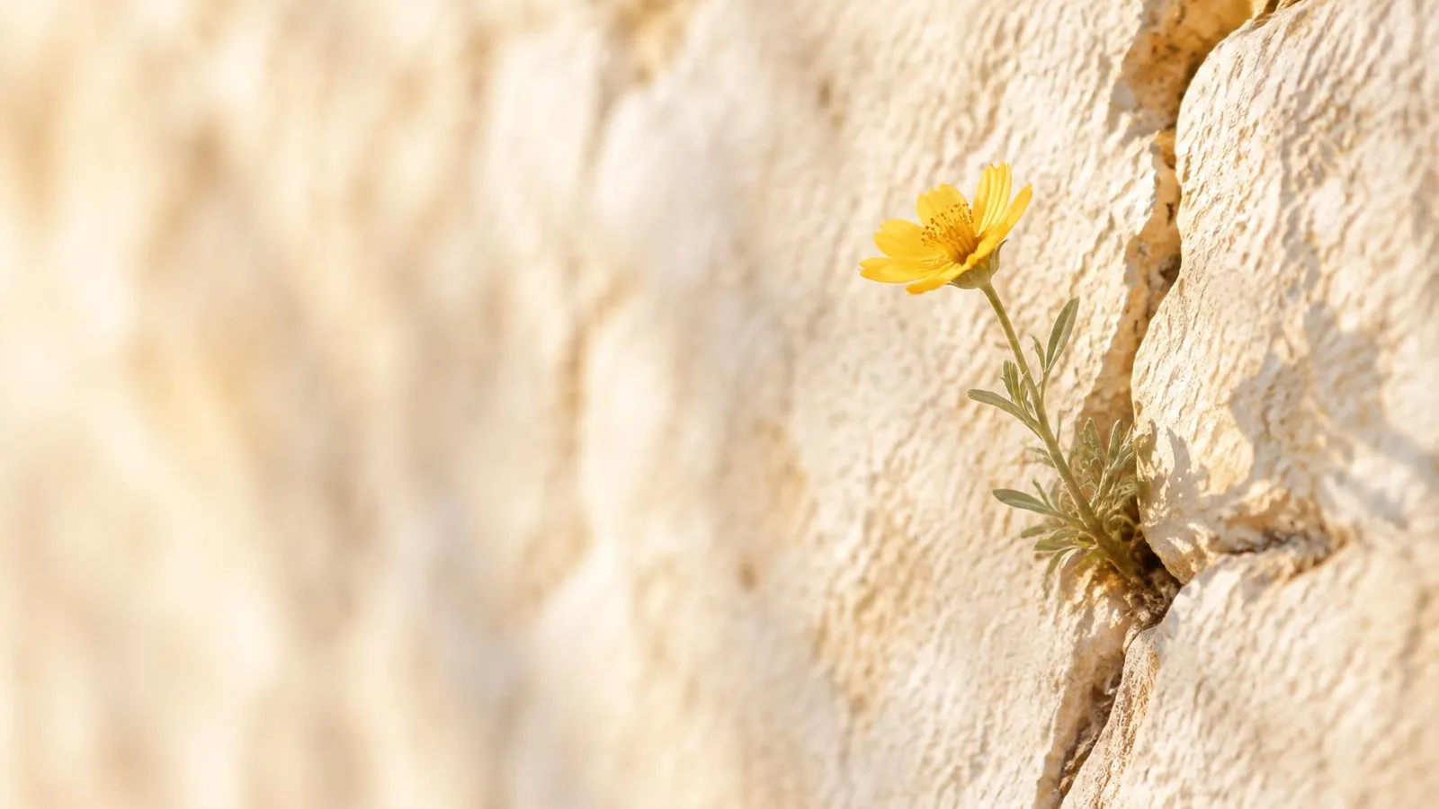 A single small golden wildflower growing from a crack in an old sunlit stone wall