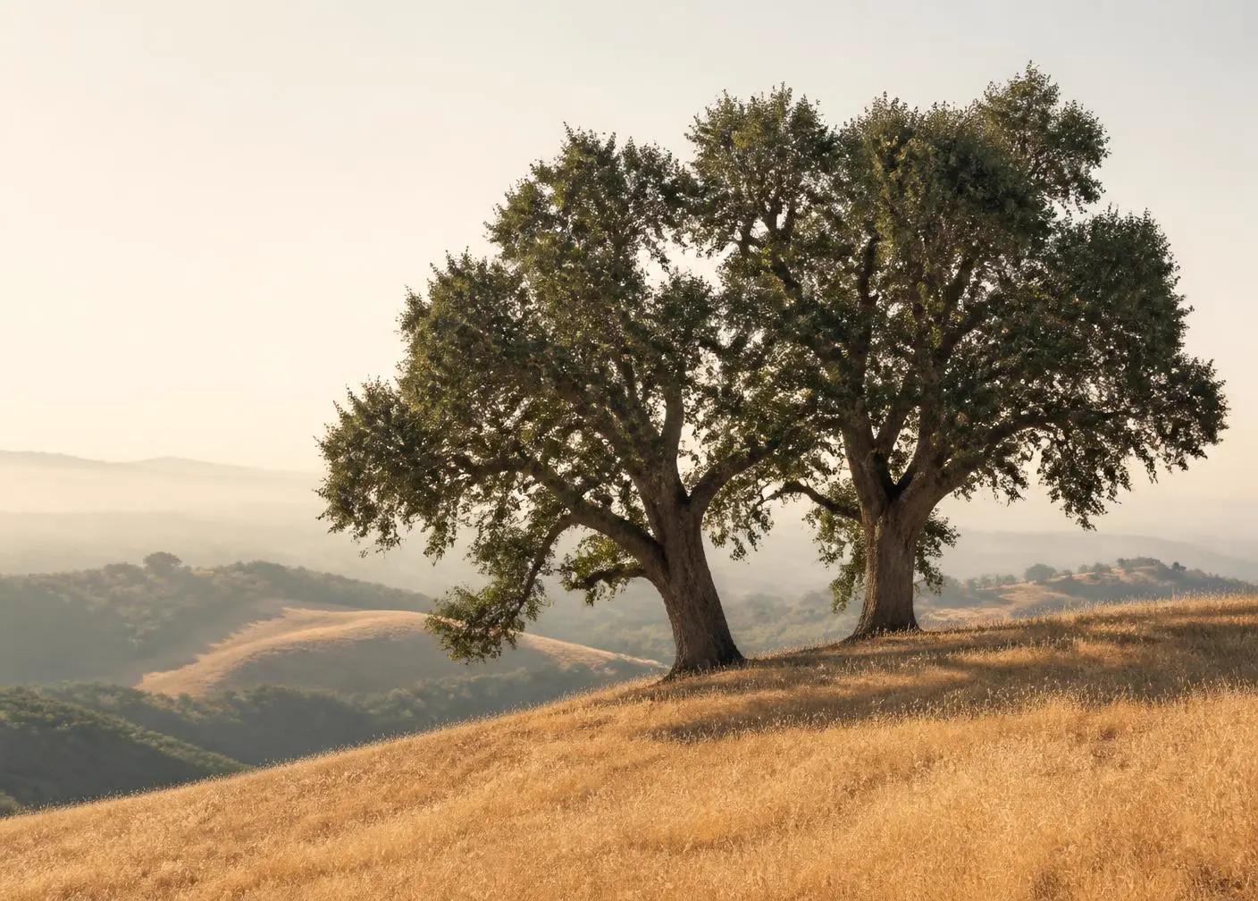 Two mature oak trees standing together on a golden hillside